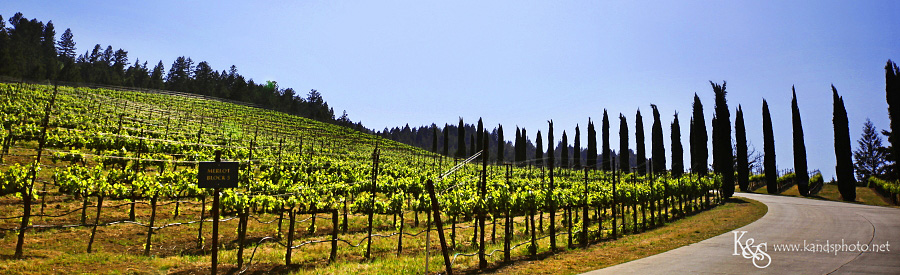 Dallas Wedding Photographers - K & S Photography Wine Tasting in Napa Valley California | Napa Valley and Dallas Wedding Photographers